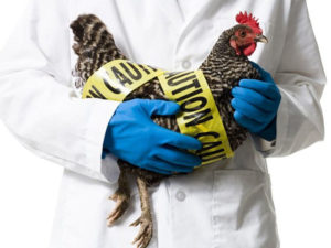 Avian Flu Spread Raises Concerns in Kathmandu, Dept. Begins Probe