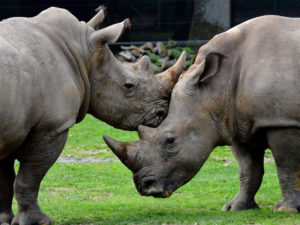 CNP Records 19 Decomposed Rhinos of 41 Dead