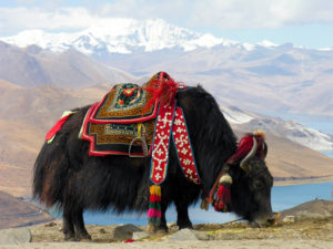 Nepal Yak Festival 2019 Promotes Eco-tourism