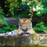 Tiger Count Boosts Tourist Inflow to Bardiya National Park