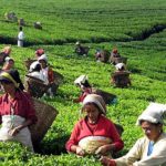 Budhiganga Municipality Introduces Farmer Pension Facility