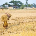 Nepal Rice Harvest