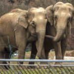 Elephant Deaths on Rise in Nepal