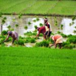 Nepal Paddy Transplantation 2020