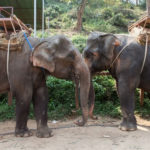 Animal Welfare Activists Compel Nepal to Stop Elephant Abuse