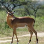 Nepali Held for Posting 'Antelope’s Dish' on Facebook