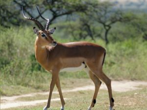 Nepali Held for Posting ‘Antelope’s Dish’ on Facebook