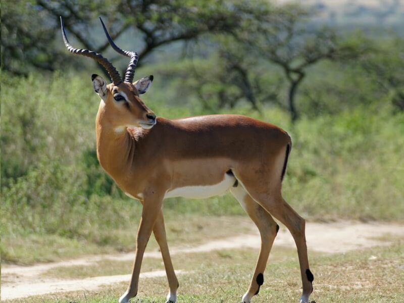 Nepali Held for Posting ‘Antelope’s Dish’ on Facebook