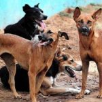 ‘Stray Dogs’ Are Origin of COVID-19 Pandemic, Claims Study