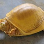A Rare, Golden Turtle Discovered in Nepal For First Time!