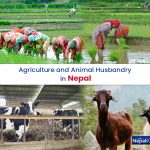 Agriculture and Animal Husbandry are Reshaping Nepali Economy