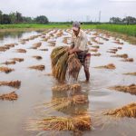 Nepal Agriculture Damage